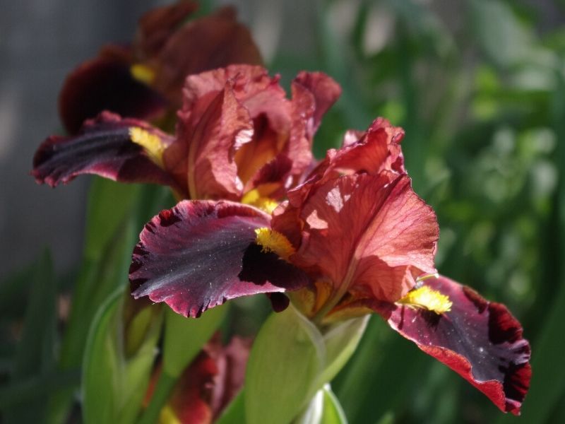 red iris