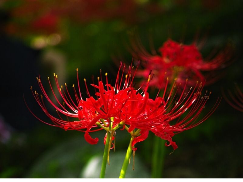 red lycoris