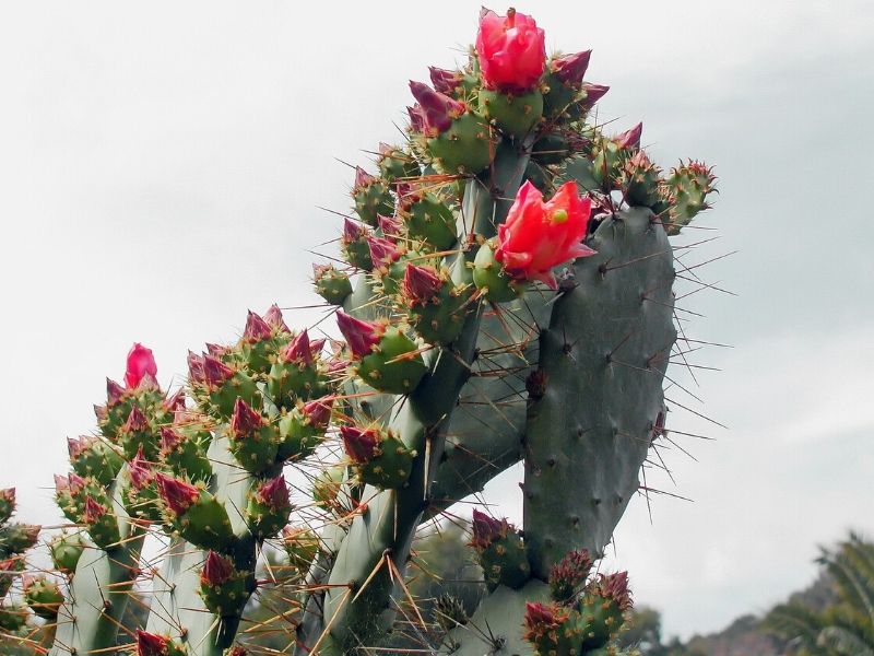 red prickly pear