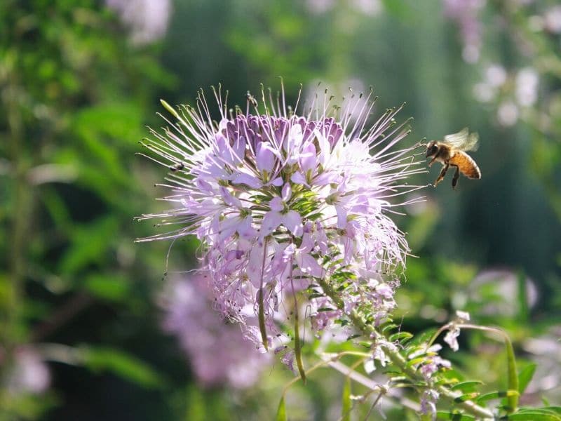 30 Best Flowers to Grow That Attract Bees and Butterflies