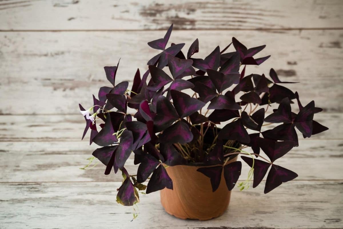 False Shamrock (Oxalis) How to Grow and Care for