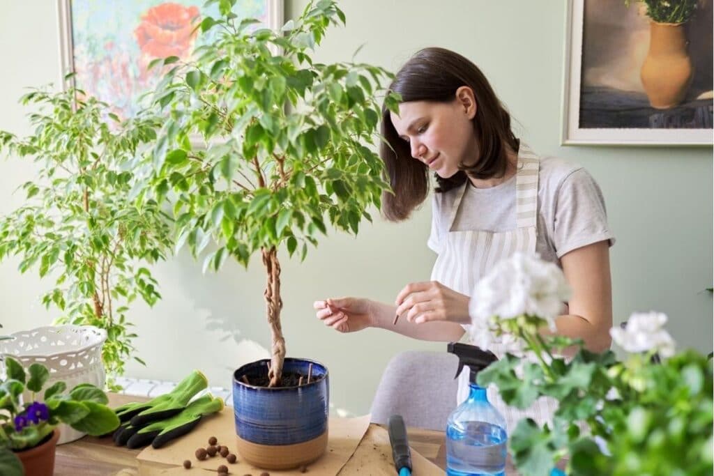 Indoor Fig (Ficus) Plant Varieties, How to Grow and Care