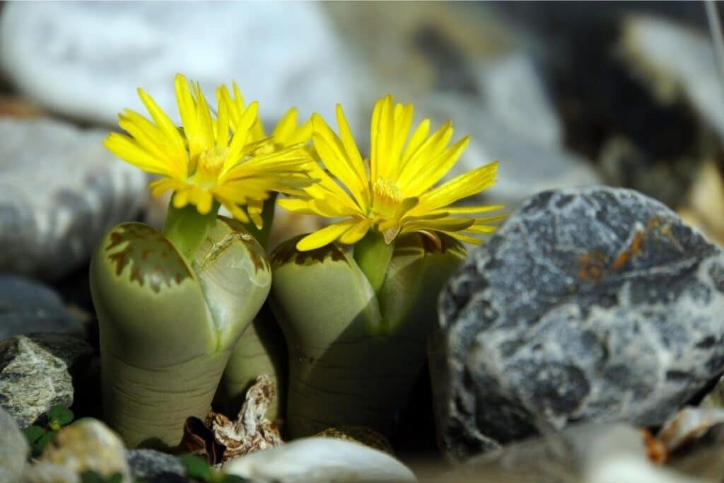 lithops