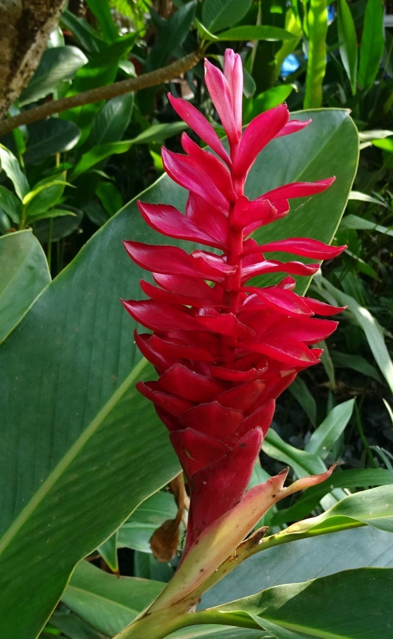 Top 8 Hawaiian Flowers and Their Meanings