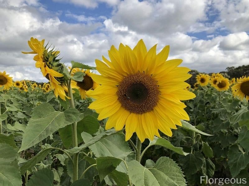 Sunflower Plants Types, How to Grow and Care