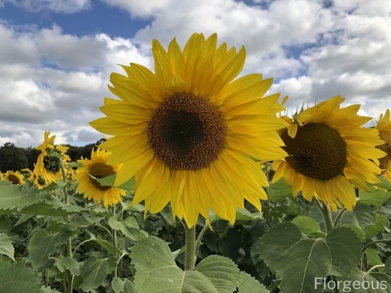 Sunflowers 16 Types, How to Grow and Care (with Pictures)