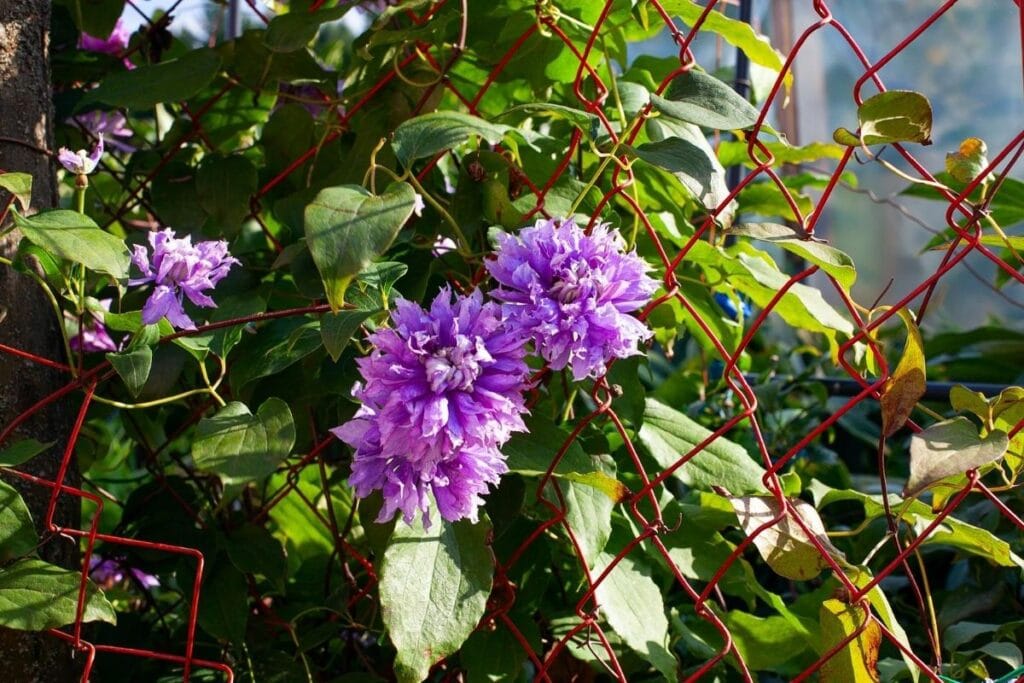 10 Best Types of Climbing Vines with Flowers to Easily Grow Fast