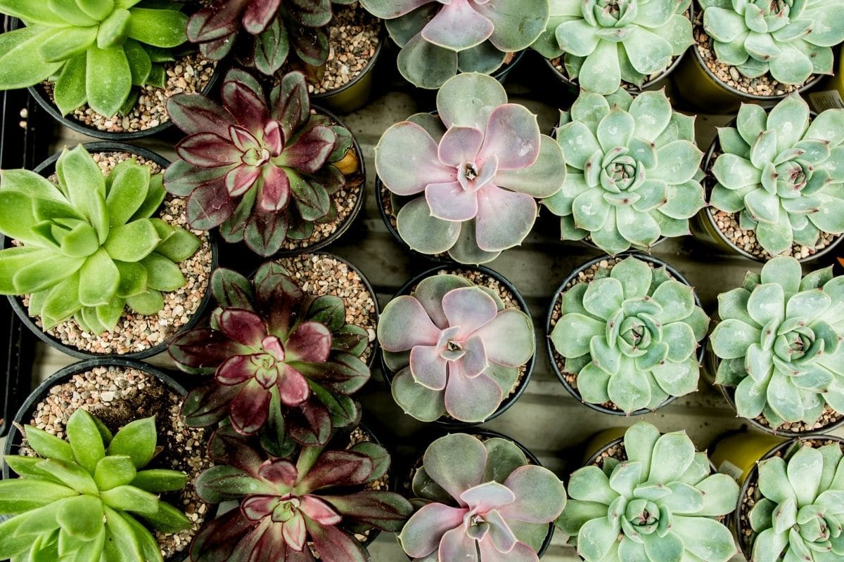 Rosette Succulents Types, How to Grow and Care