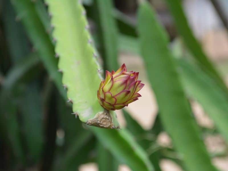 How to Grow and Care for Dragon Fruit Cactus (Hylocereus undatus
