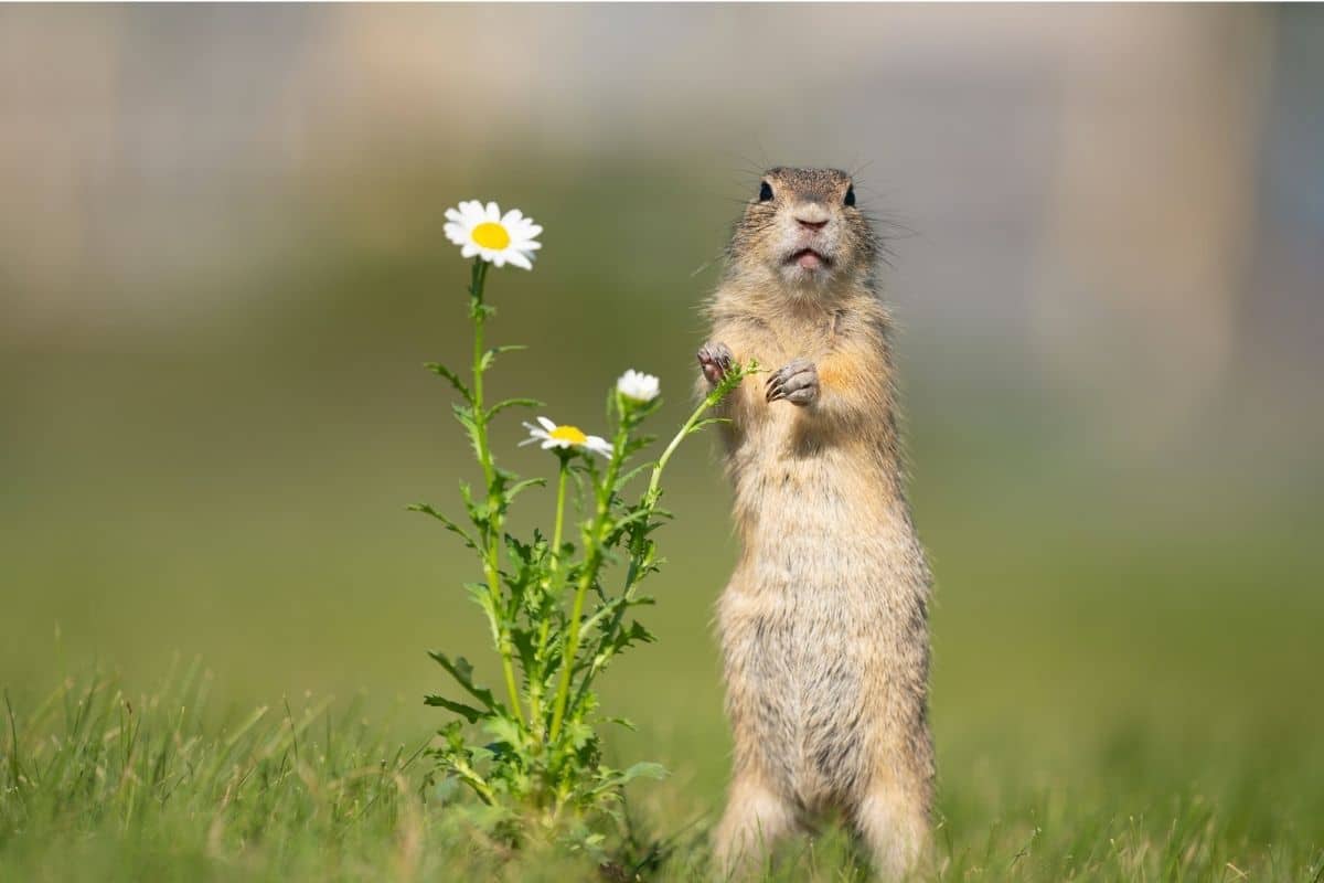 Top 9 Flowering Plants That Repel Squirrels Successfully