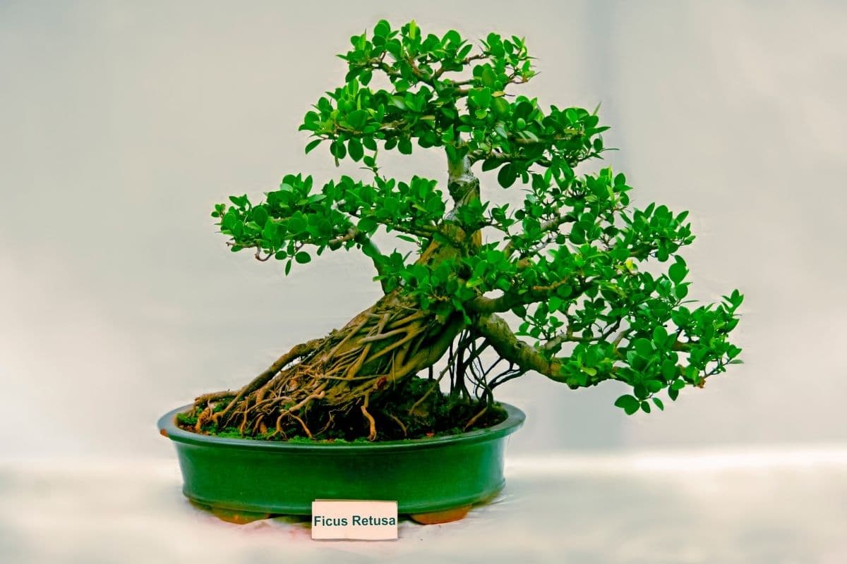 Ficus Retusa Bonsai Tree How to Grow and Care