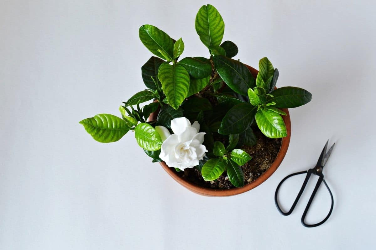 How to Grow and Care for Gardenia Bonsai Plant