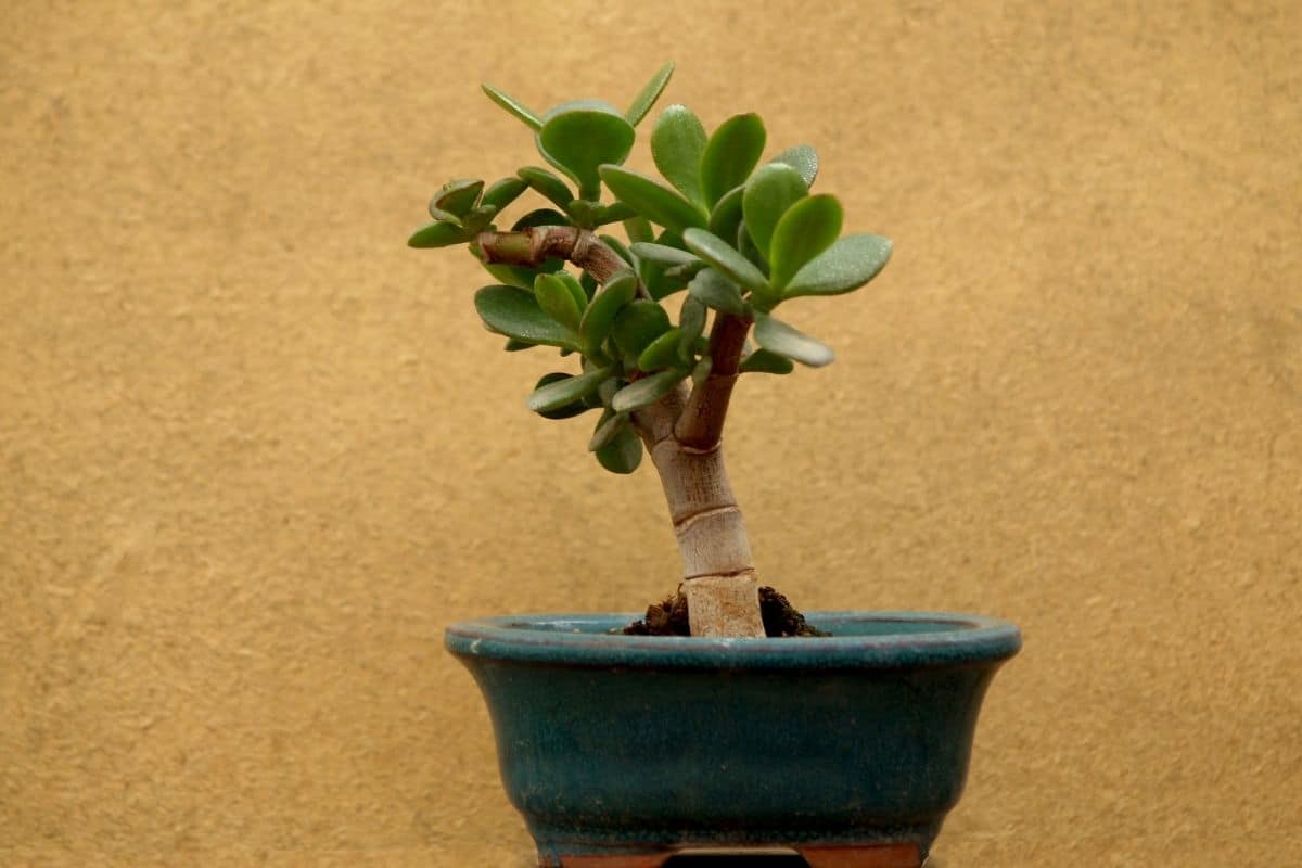 Crassula Ovata Bonsai Tree How to Grow and Care Jade Plant