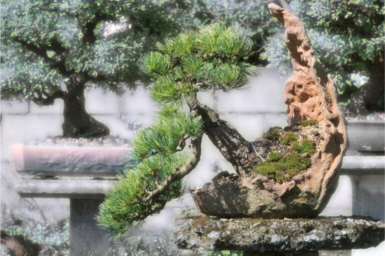 Spruce Bonsai (Picea) Types, How to Grow and Care