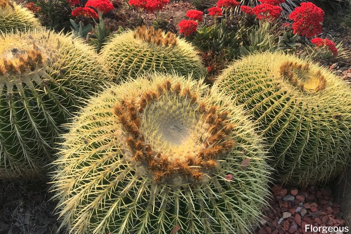 Golden Barrel Cactus (Echinocactus grusonii) How to Grow and Care