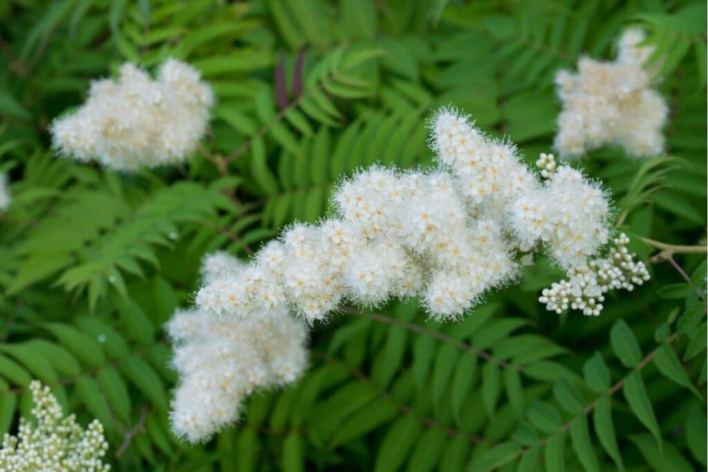 false spirea