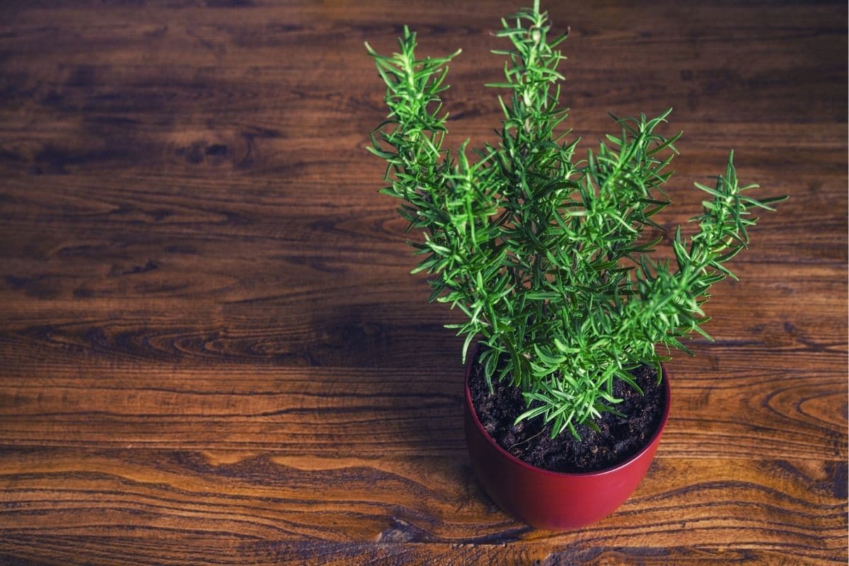 Rosemary Bonsai How to Grow and Care