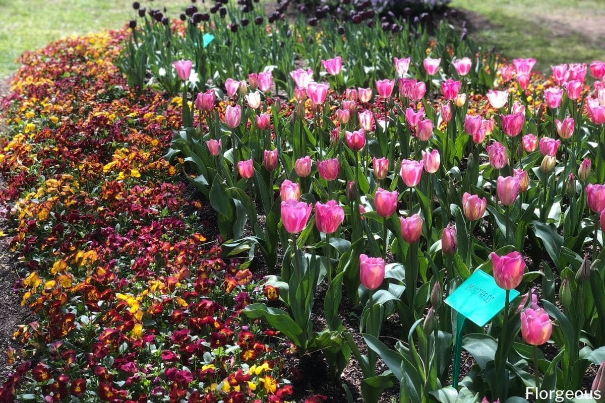 Companion Planting What Flowers To Plant Together?