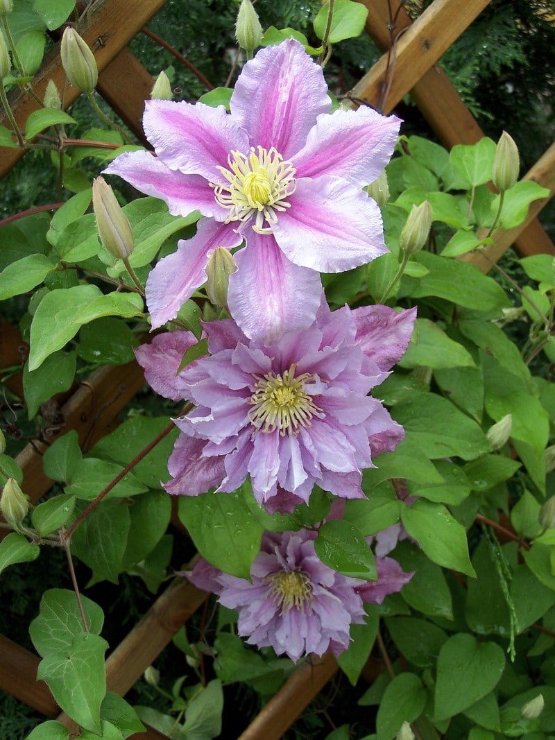 How to Grow and Care for Clematis Vine A Complete Guide