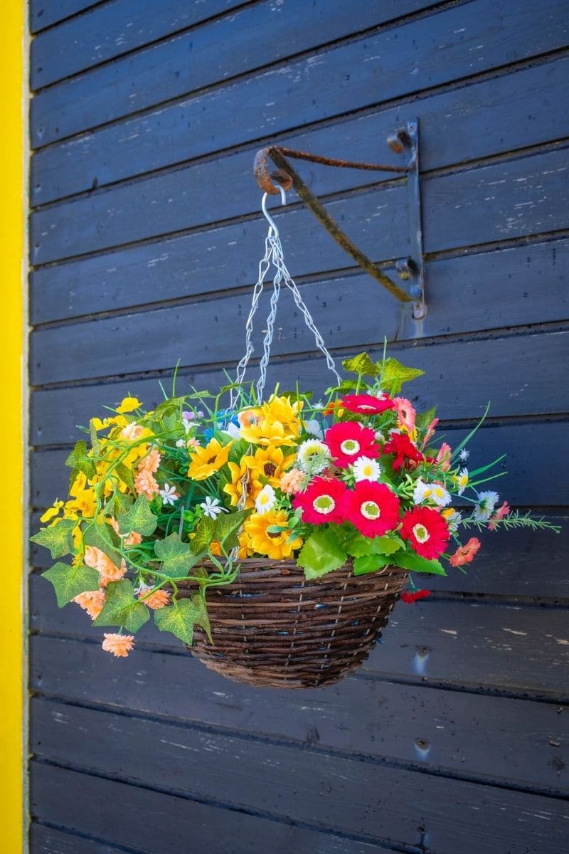 Top 16 EasytoGrow Flowers and Plants for Hanging Baskets