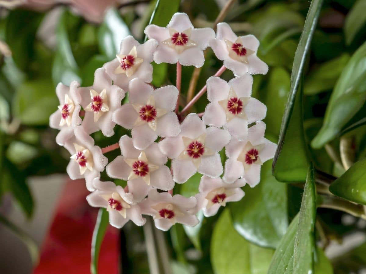 How To Grow and Care for Wax Plant (Hoya carnosa)