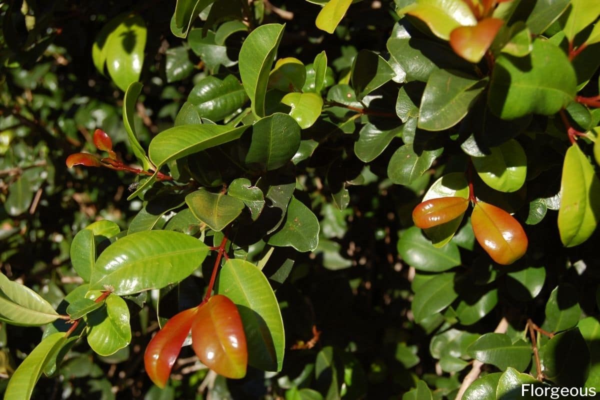 How To Grow the Eugenia Plant (Syzygium paniculatum)