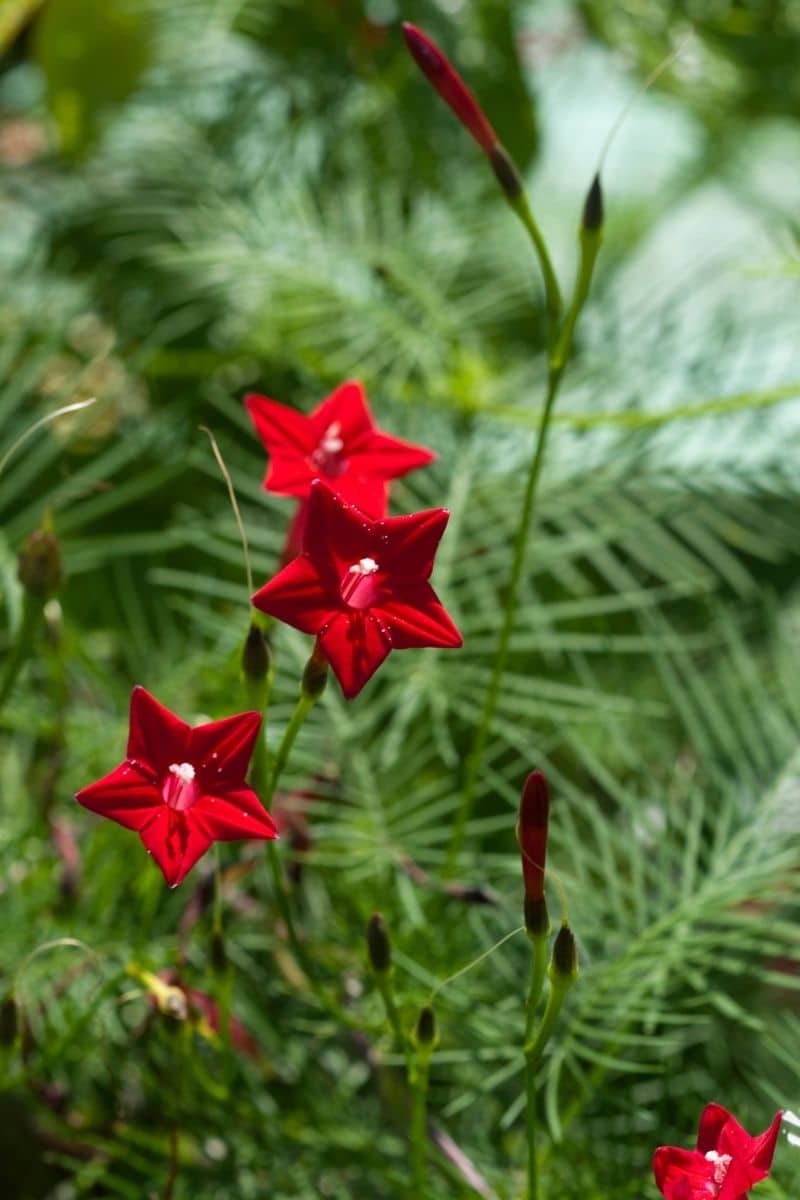 How To Grow and Care for Cypress Vine (Ipomoea quamoclit)