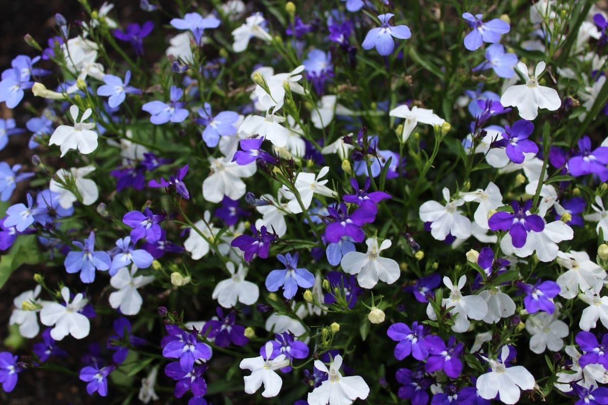 How to Grow and Care for Lobelia Flower