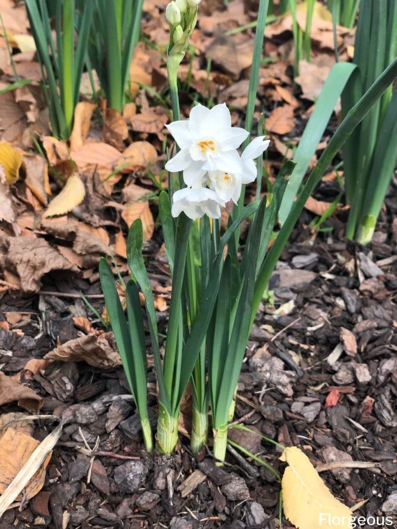 How to Plant, Grow, and Care for the Paperwhite Narcissus