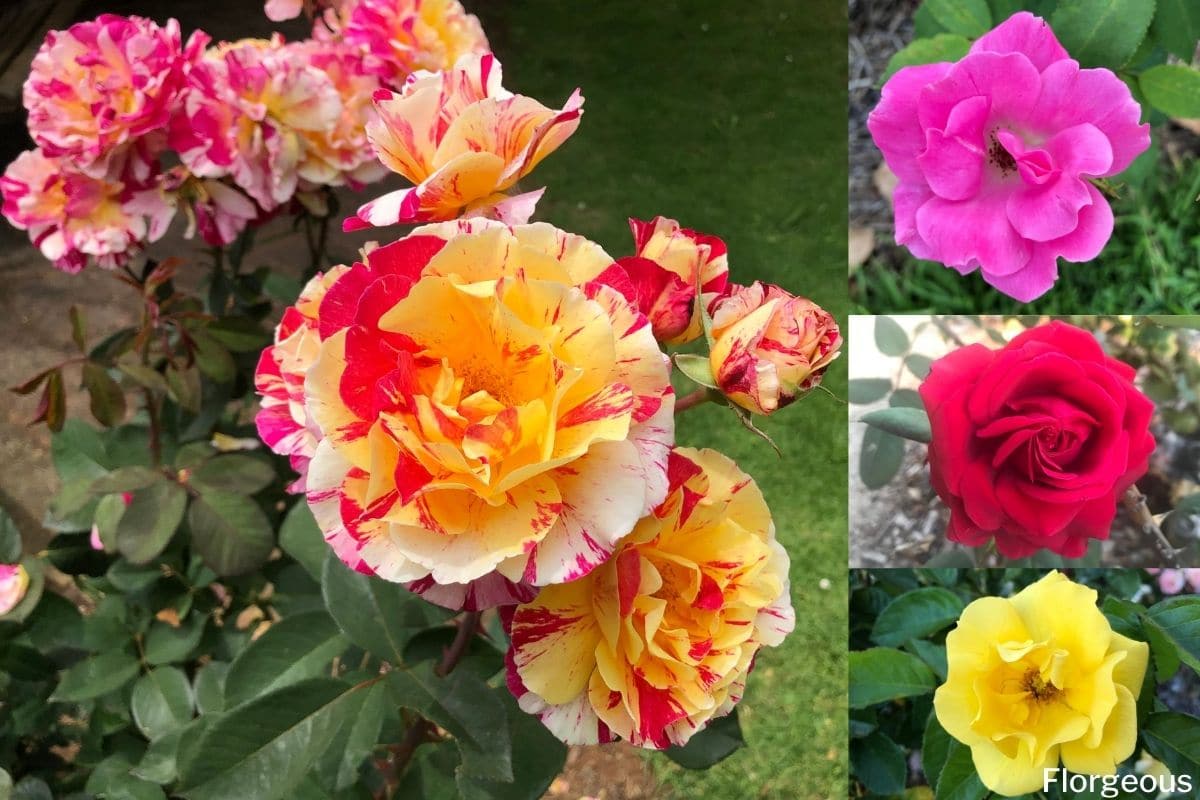 Roses Meaning and Symbolism of Different Colors