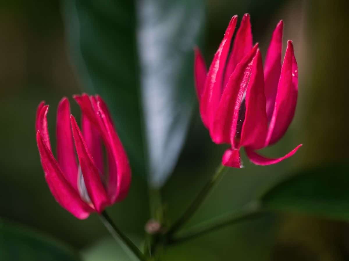 How to Grow and Care for Brazilian Candles (Pavonia Multiflora)