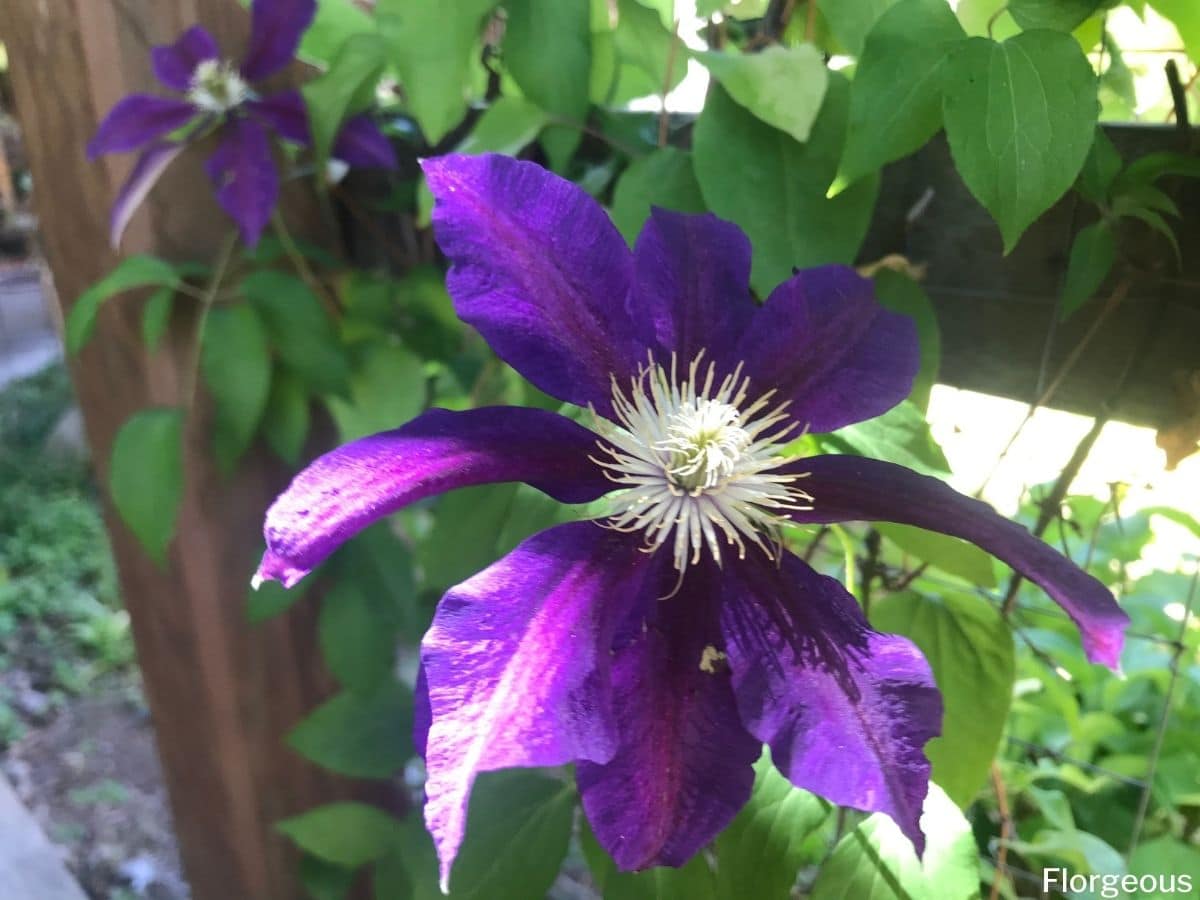 Top 23 Types of Clematis Vines You Can Grow