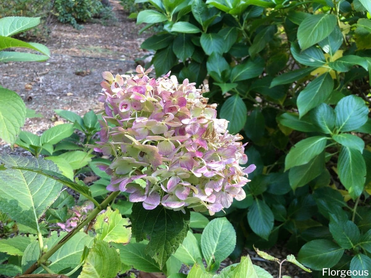 How to Deadhead Hydrangeas