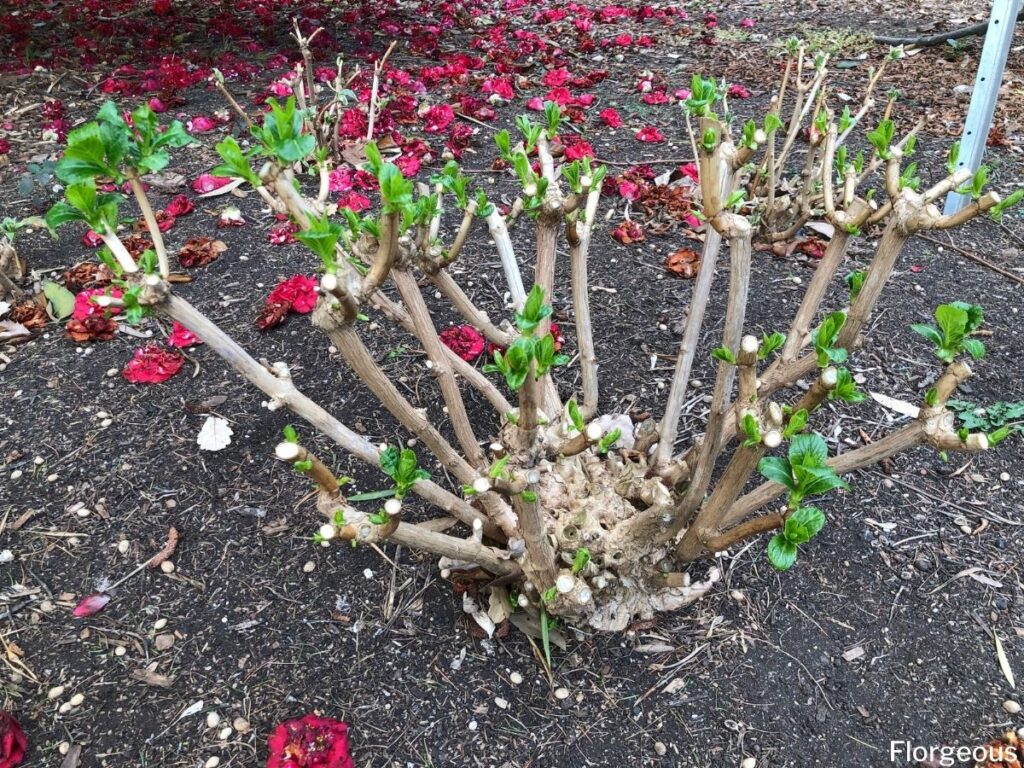 fertilize hydrangeas