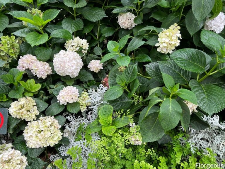 Hydrangea Companion Plants What to Pair Well With Each Type