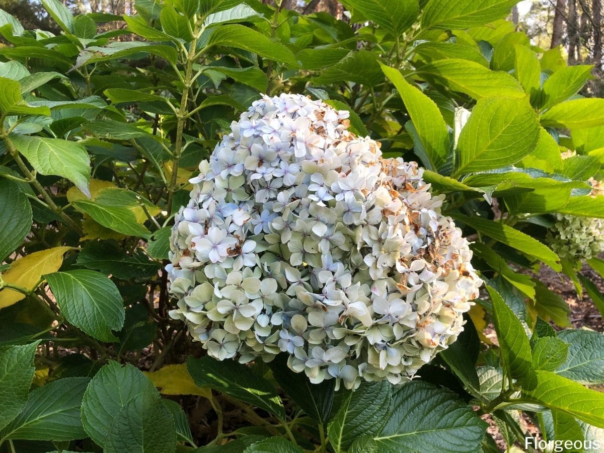 Hydrangea Companion Plants What to Pair Well With Each Type