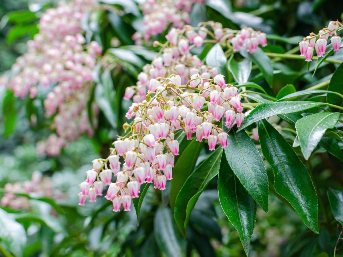 Japanese Andromeda (Pieris japonica) Grow and Care Tips