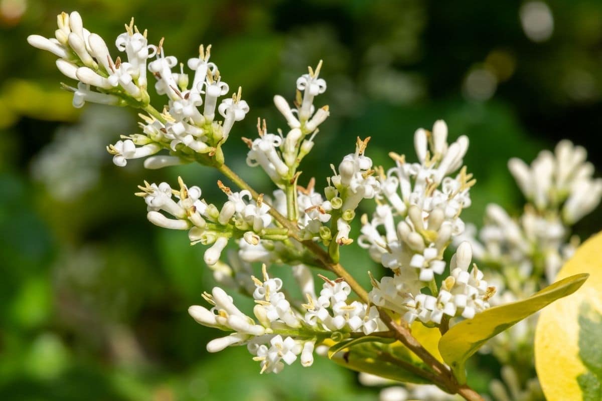 How To Grow and Care for Privet Shrub (Ligustrum spp.)