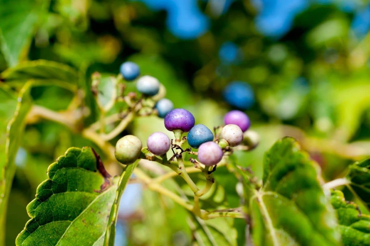 How To Grow and Care for Porcelain Berry Vine (Ampelopsis