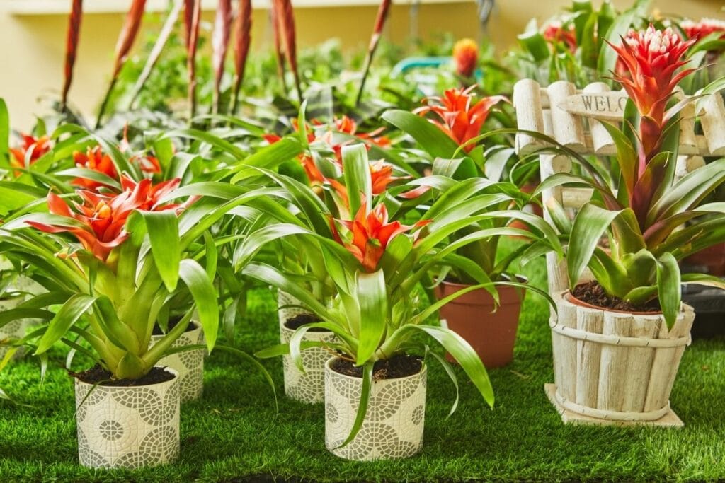 9 Common Types of Bromeliads You Can Grow
