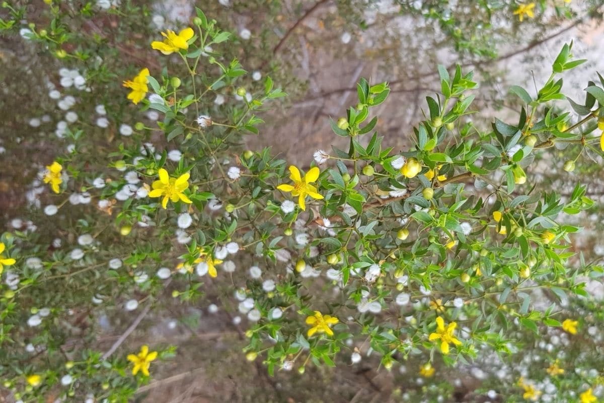 How To Grow and Care for Creosote Bush (Larrea tridentata)
