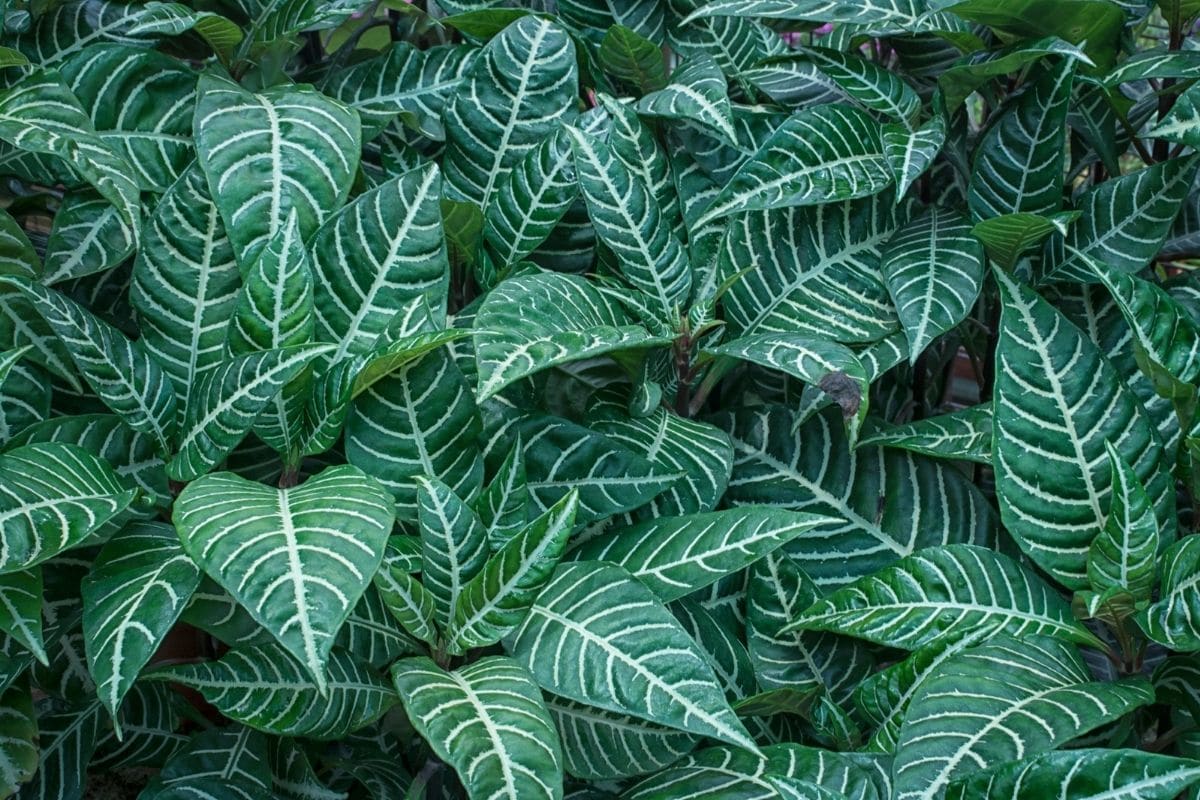 Top 9 Types of Zebra Plant (Aphelandra squarrosa)