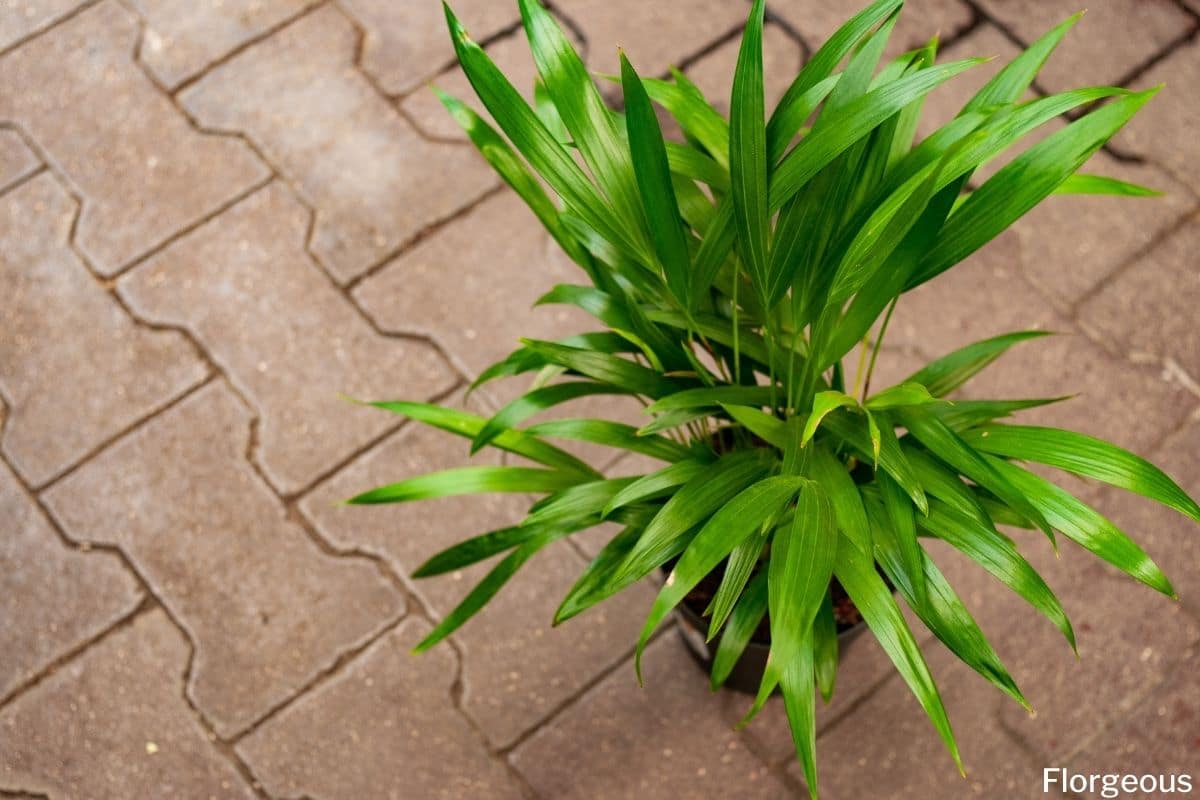 Growing and Caring for Areca Palms (Dypsis lutescens)