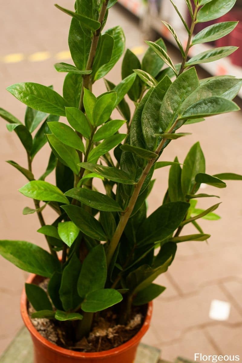 ZZ Plant Repotting Your HowTo Guide