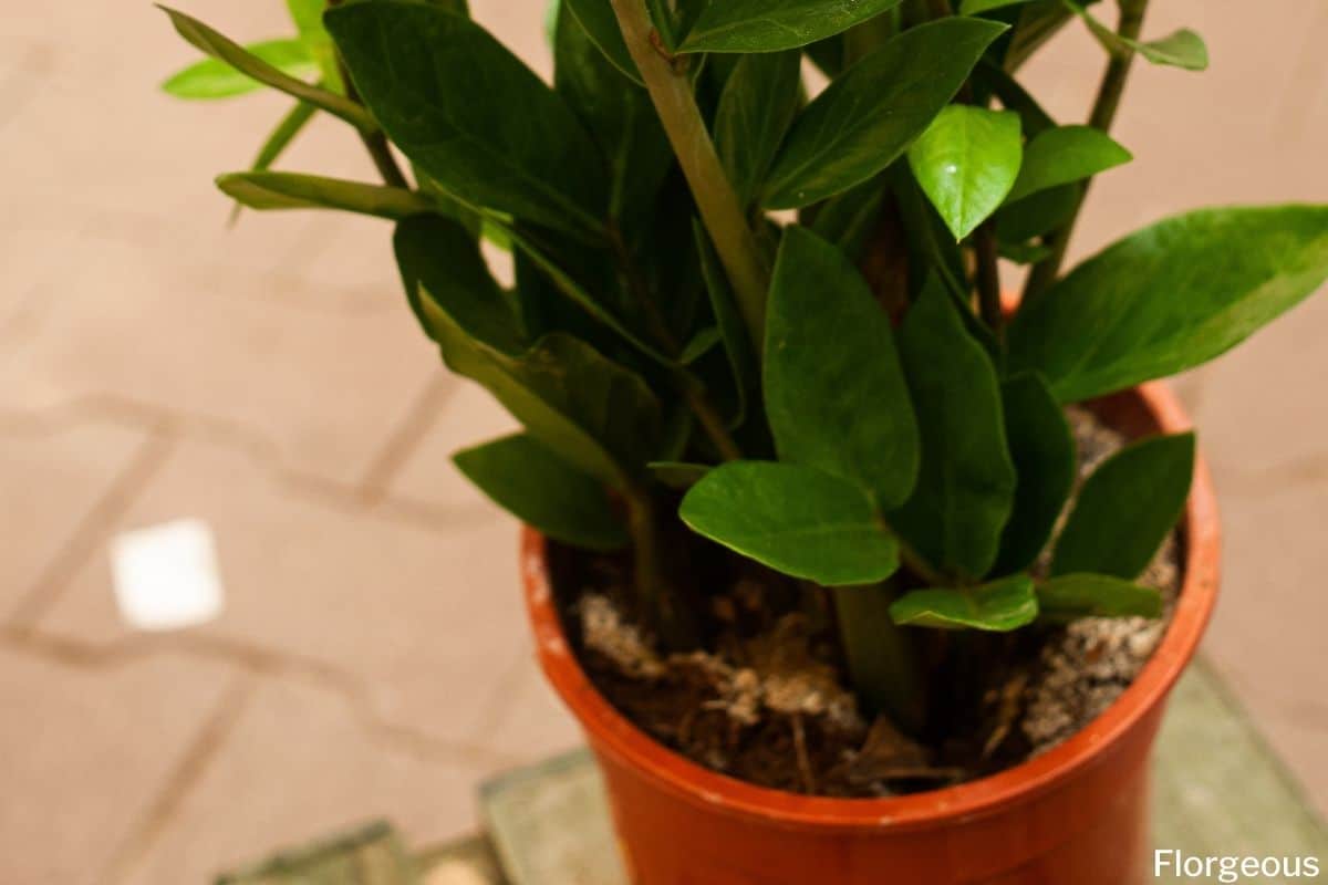 ZZ Plant Soil Selection and Preparation