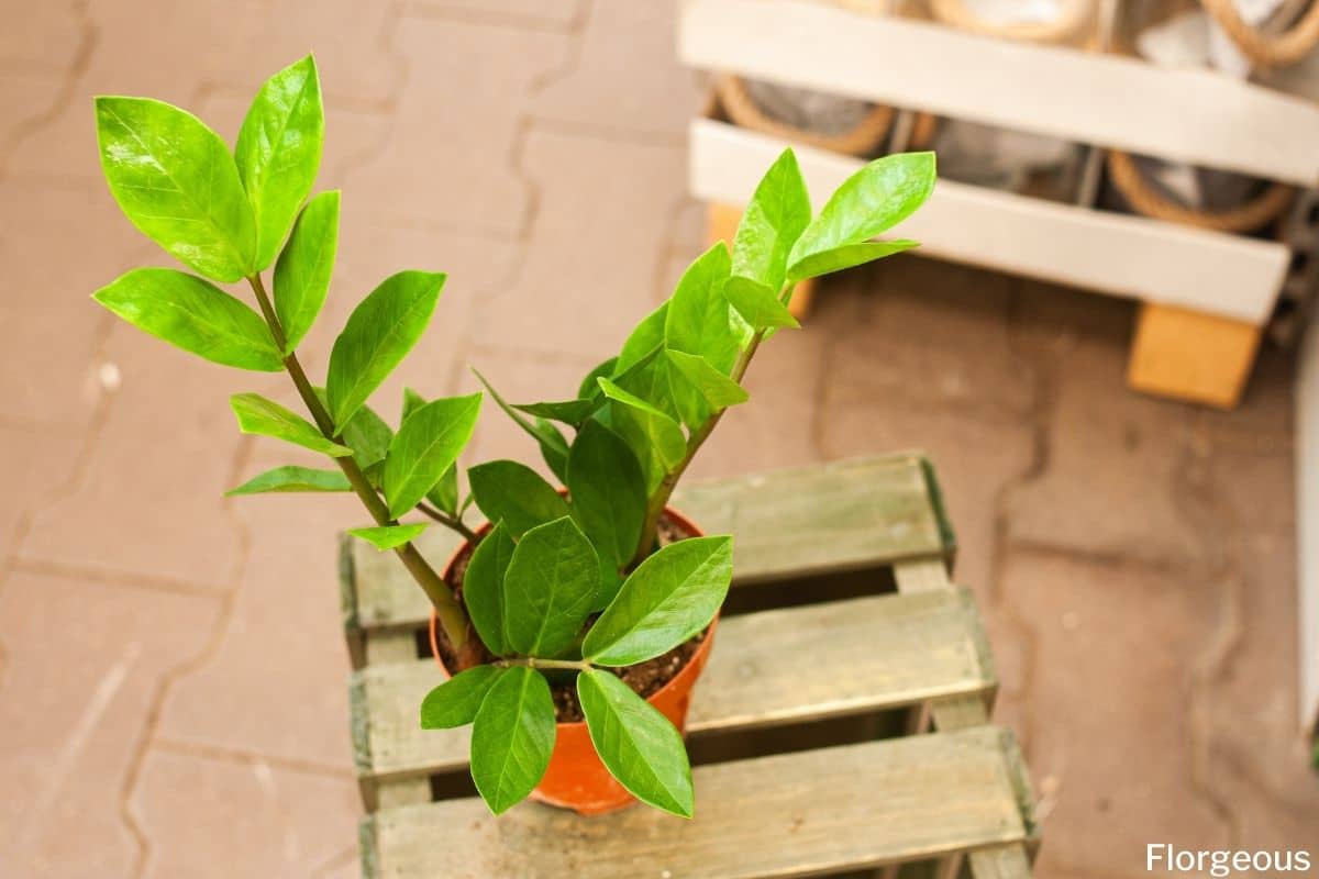 ZZ Plant Care How to Grow Zanzibar Gem Successfully