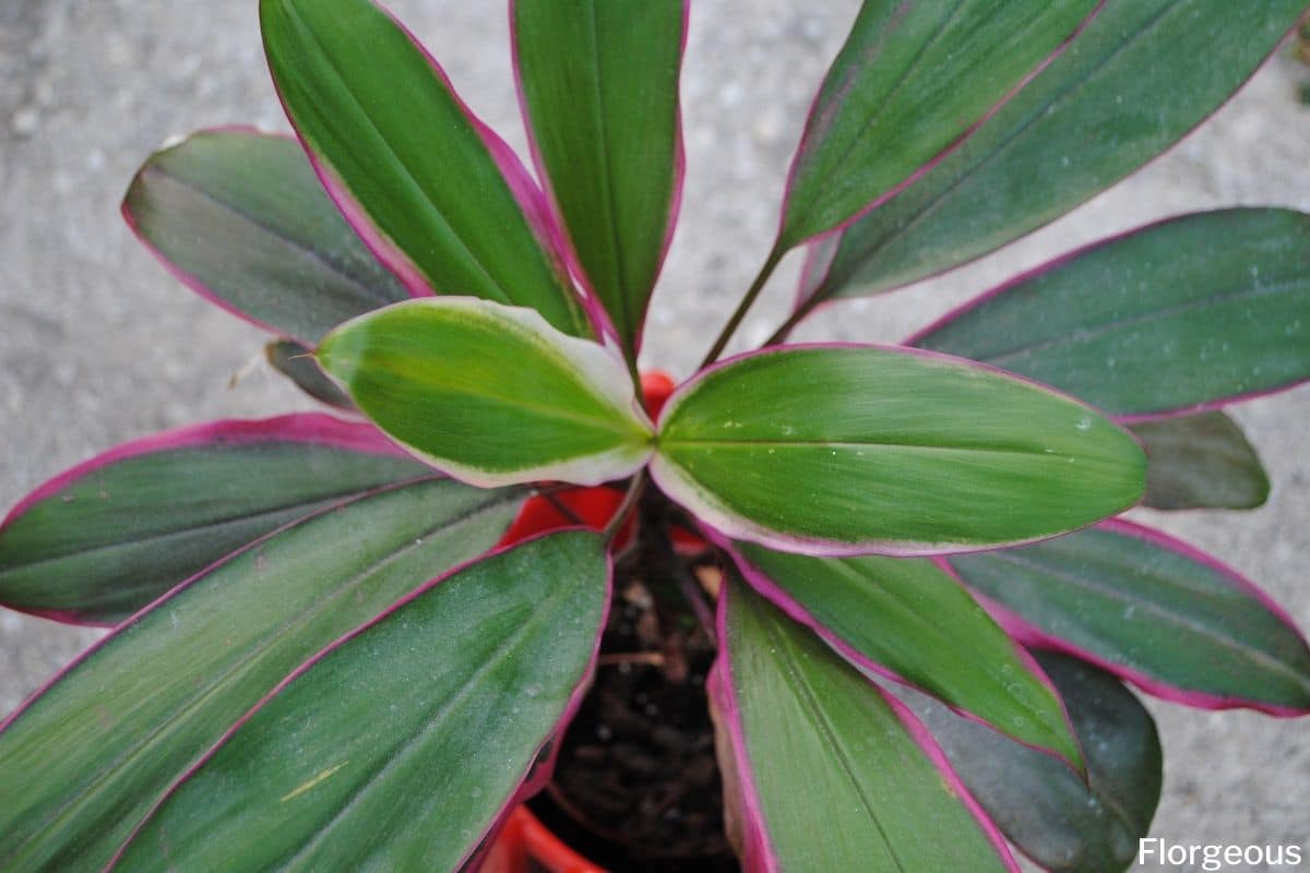 Growing and Caring for the Ti Plant (Cordyline fruticosa)