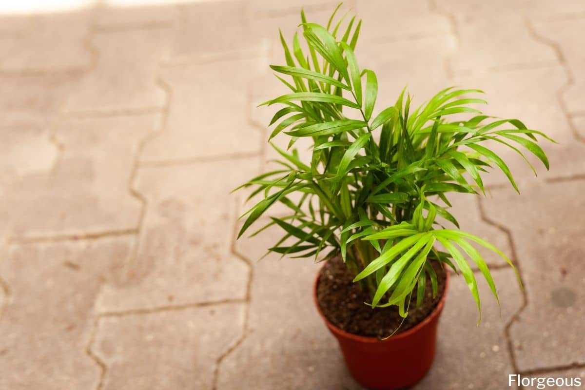 12 Fascinating Types of Chamaedorea Palm