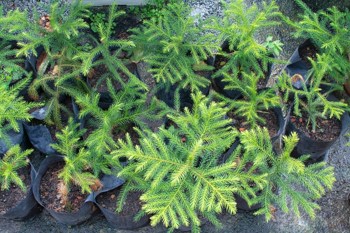 Growing and Caring for Norfolk Island Pine (Araucaria heterophylla)