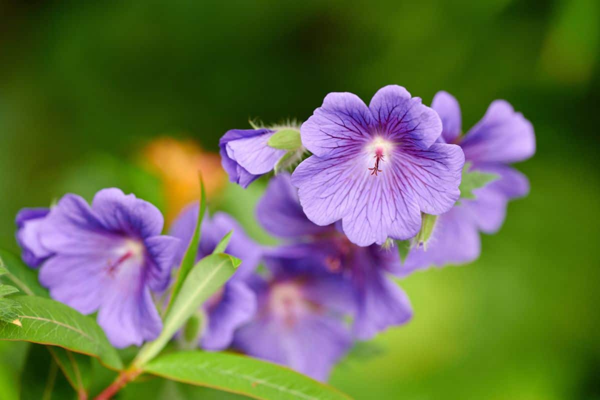 Geranium Flower Meaning and Symbolism You Must Know